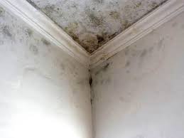 Best Black Mold Removal in Hubbard, OR