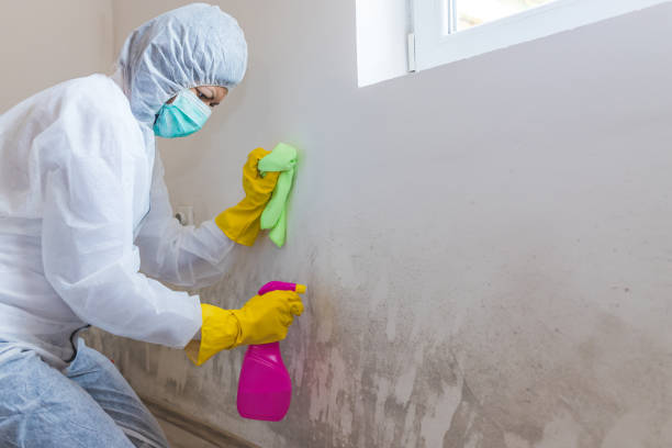 Best Mold Prevention Services in Hubbard, OR