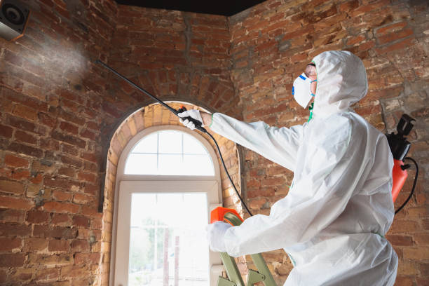 Best Mold Damage Restoration in Hubbard, OR