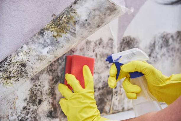 Reliable Hubbard, OR Mold Removal Solutions